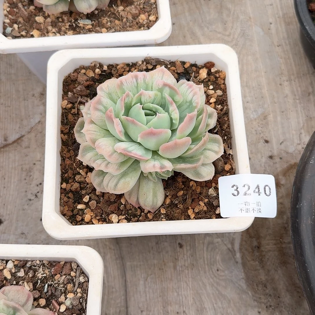 洛*北3240号泡泡纱群多肉