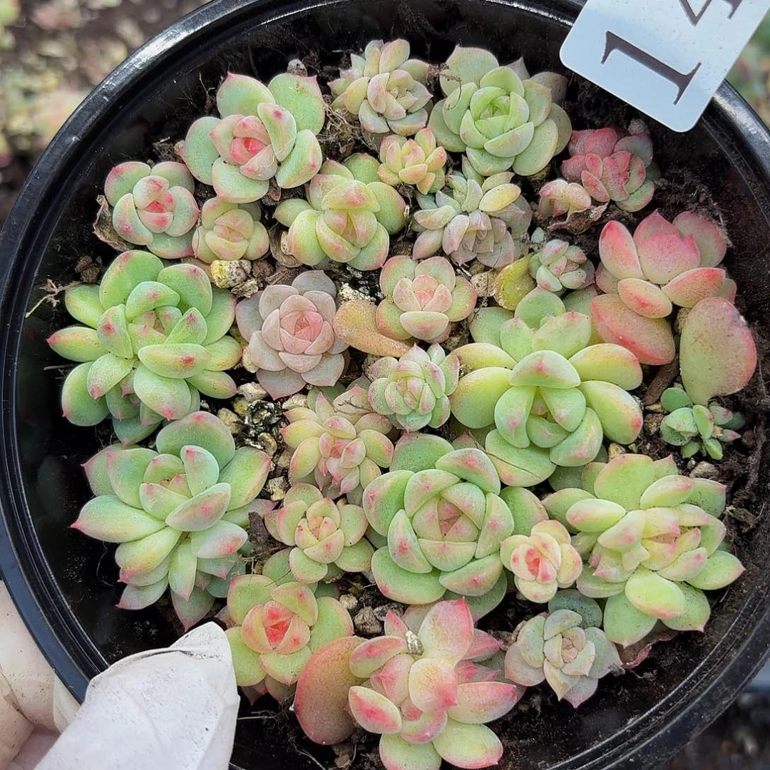 多肉植物多肉植物13