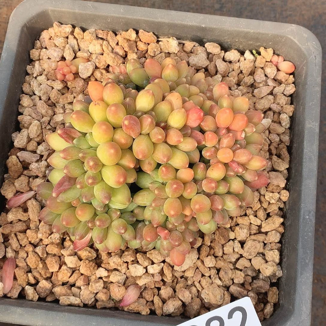 982千代田一物一拍多肉