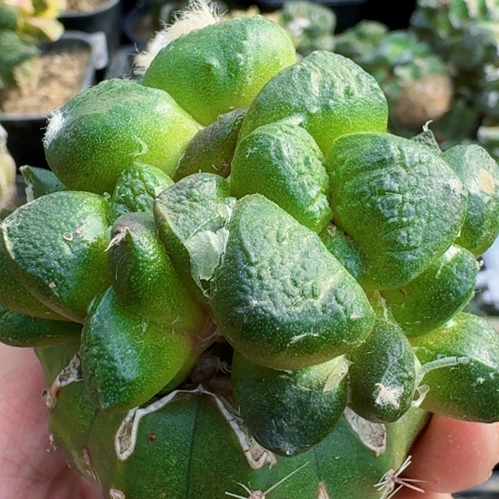 无花朵大尤连山群719