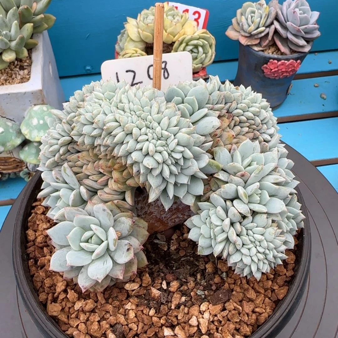1208。      代露露缀