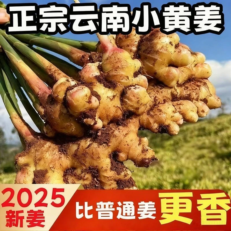 云南小黄姜正宗小黄姜新鲜现挖香味浓郁辛辣够味山地种植生姜正宗
