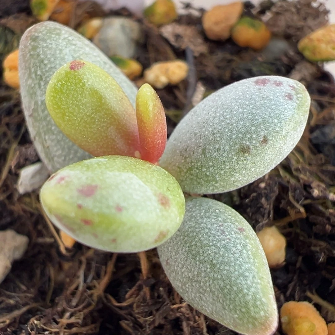 恐龙蛋大苗多肉植物