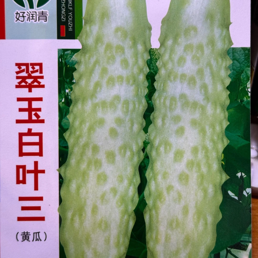 翠玉白叶三黄瓜籽