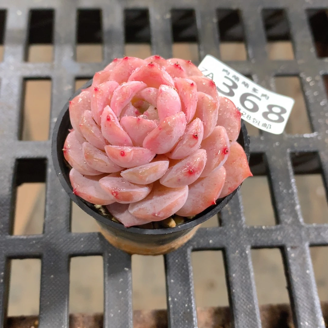 肉萌萌拇指盆精控多肉ZA368