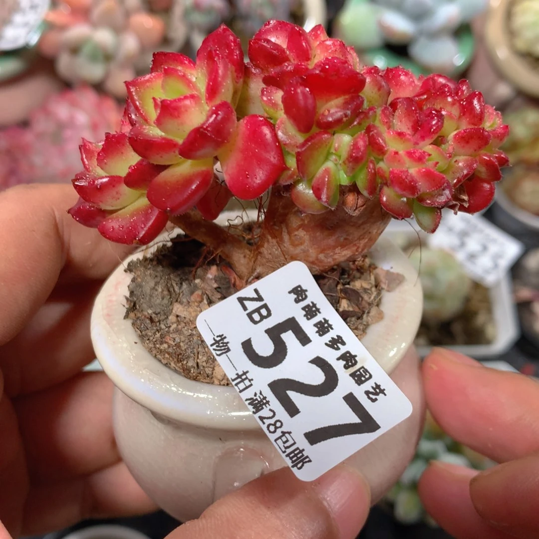 5CM拇指盆精控多肉ZB527