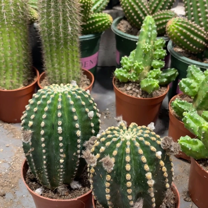 红花金刚带花苞一杯