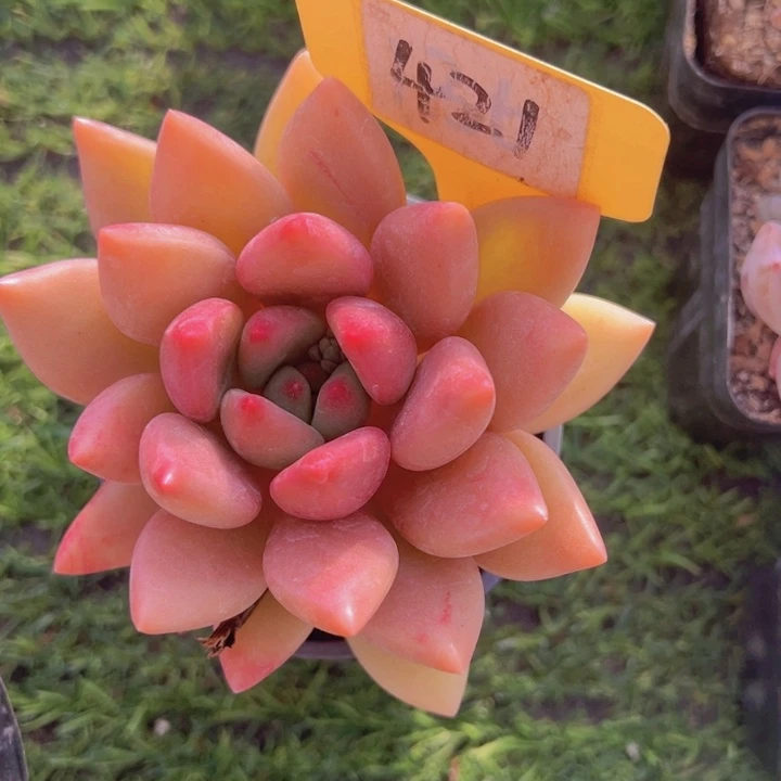 健健康康平平安安