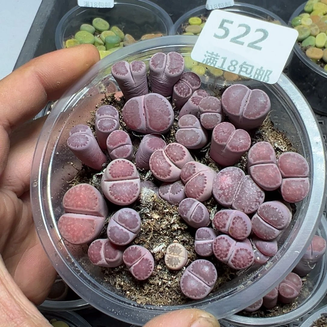 【闪购商品】 522。