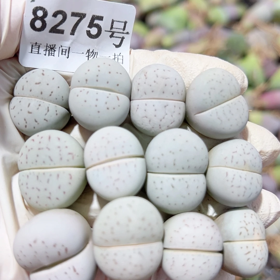 8275 好养易活生石花大母本12个
