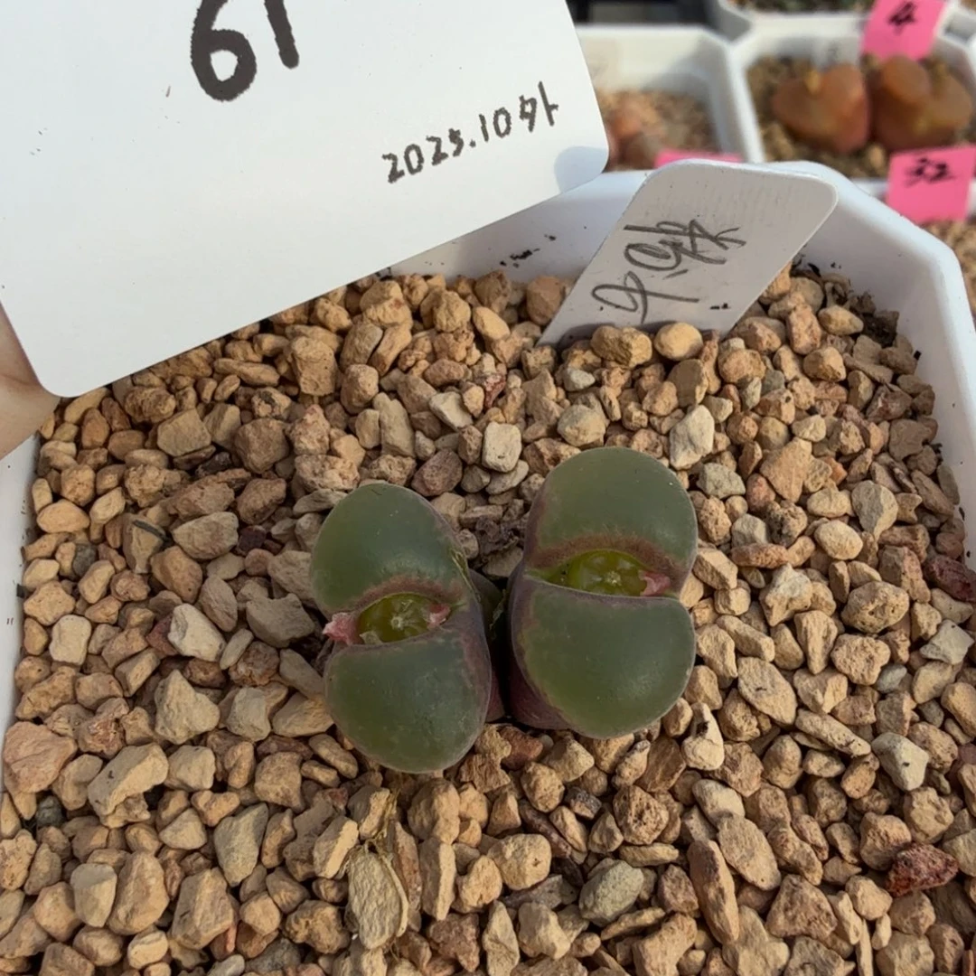 丁***加多肉多肉多肉10-061