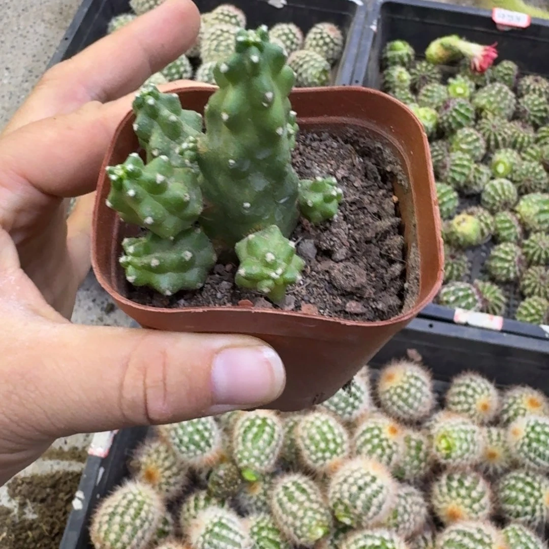 307水仙情郎脱土发货掉侧牙无售后，20包邮