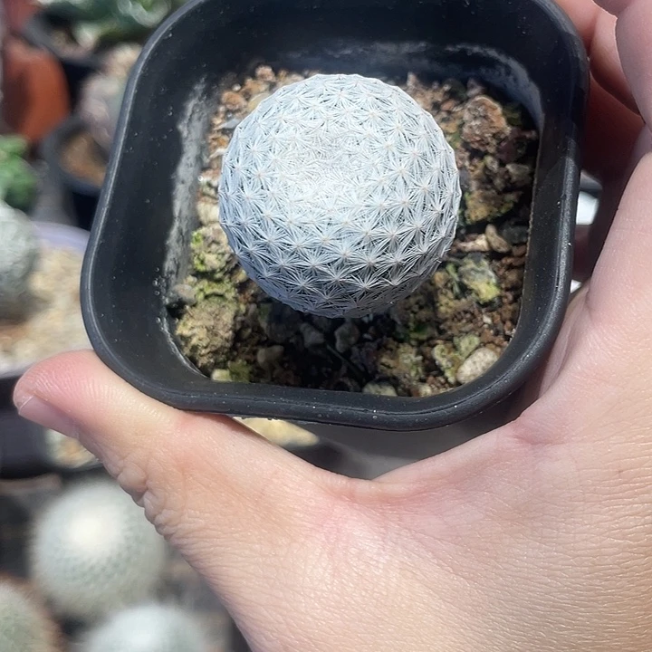 实生白鸟仙人球一颗