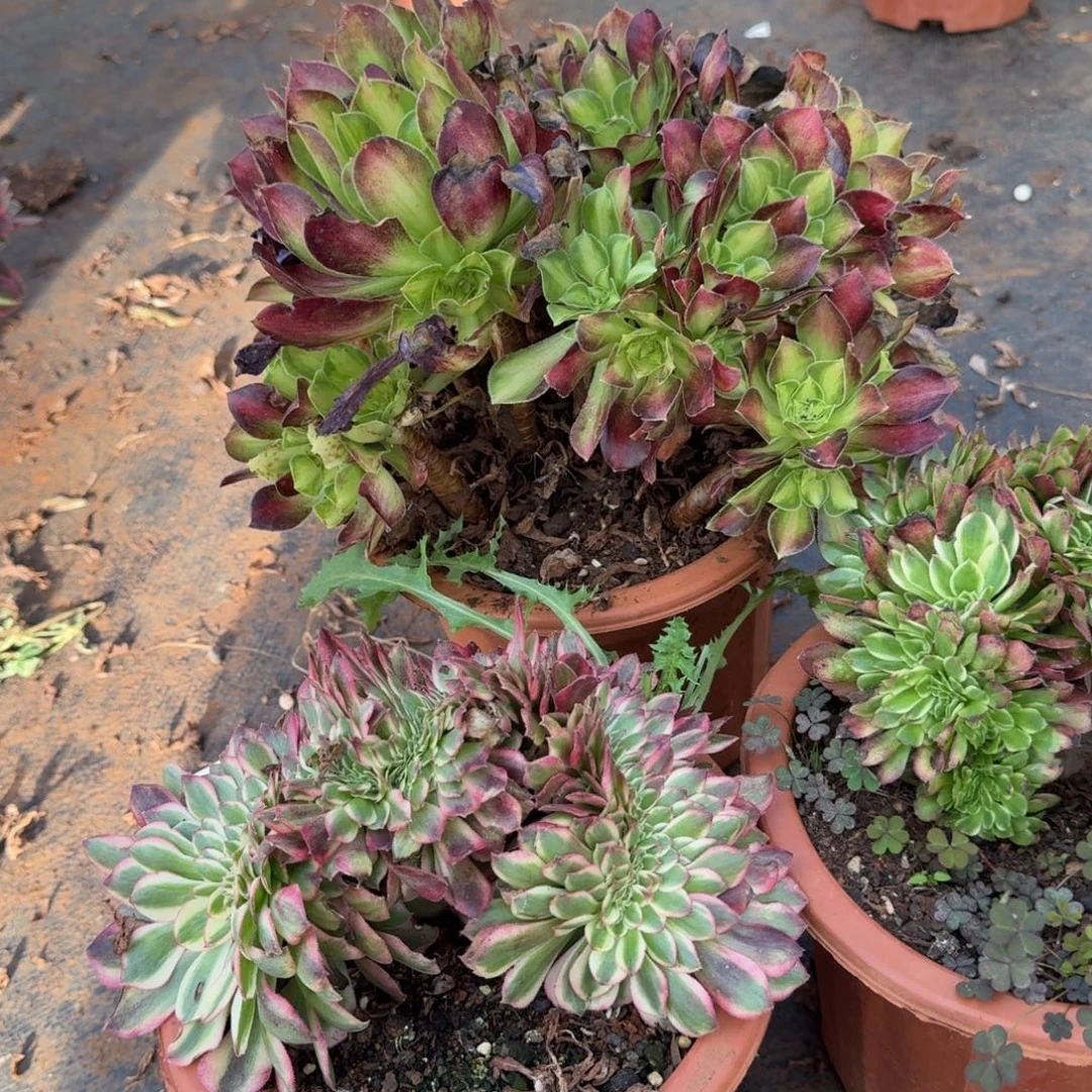 16组合三颗缀化多肉植物满28包邮