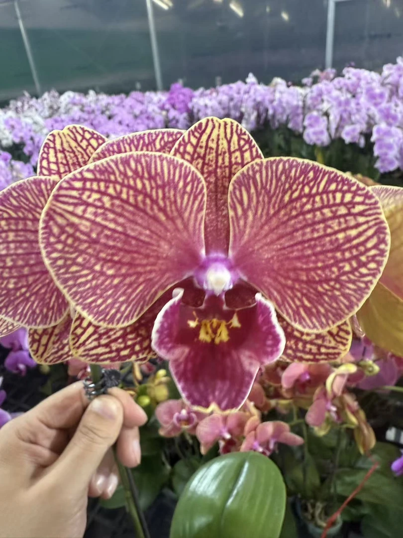 蝴蝶兰--【海王星】任意两颗包邮，只拍一颗发苗！！