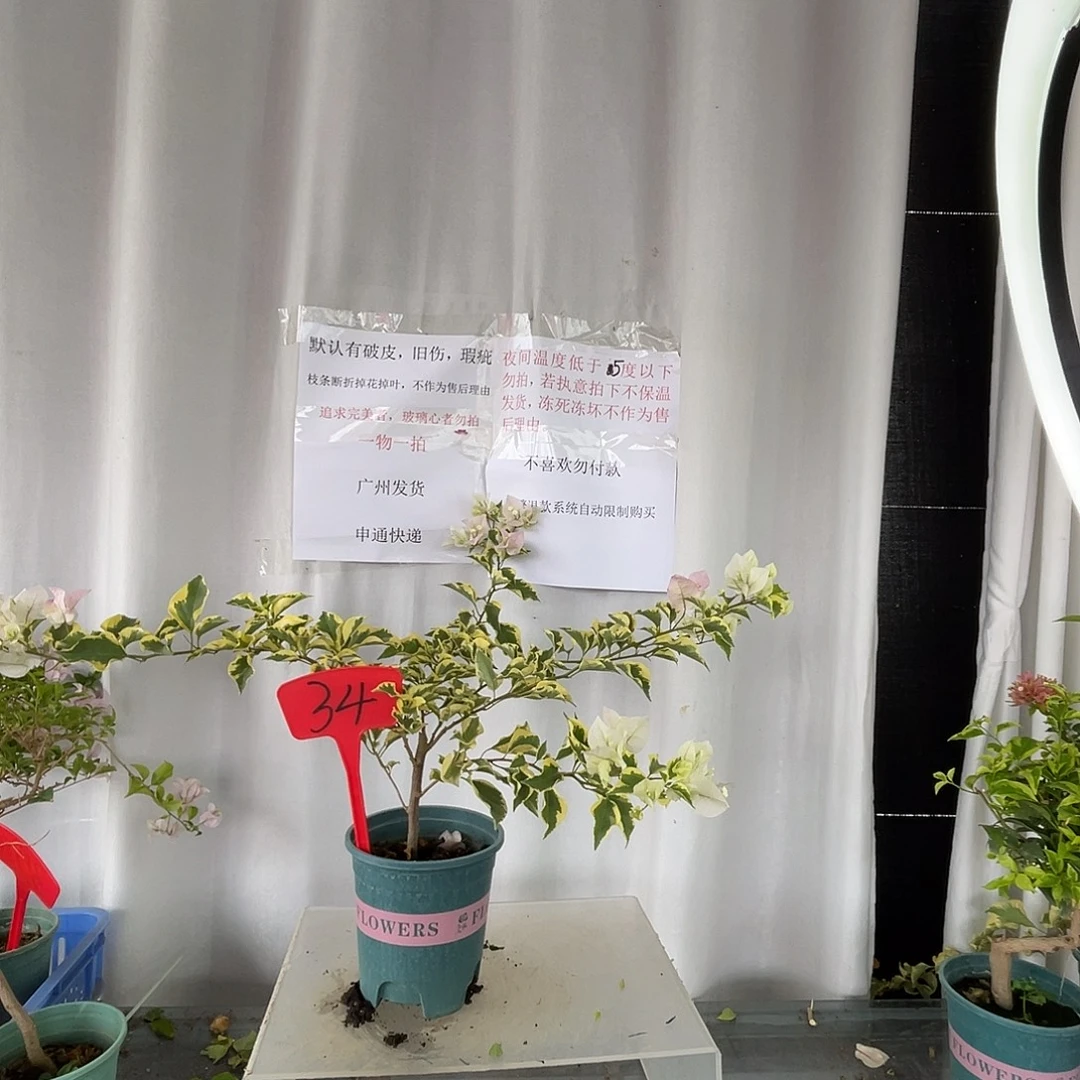 当前无花栽培后可以开花34金边绿樱