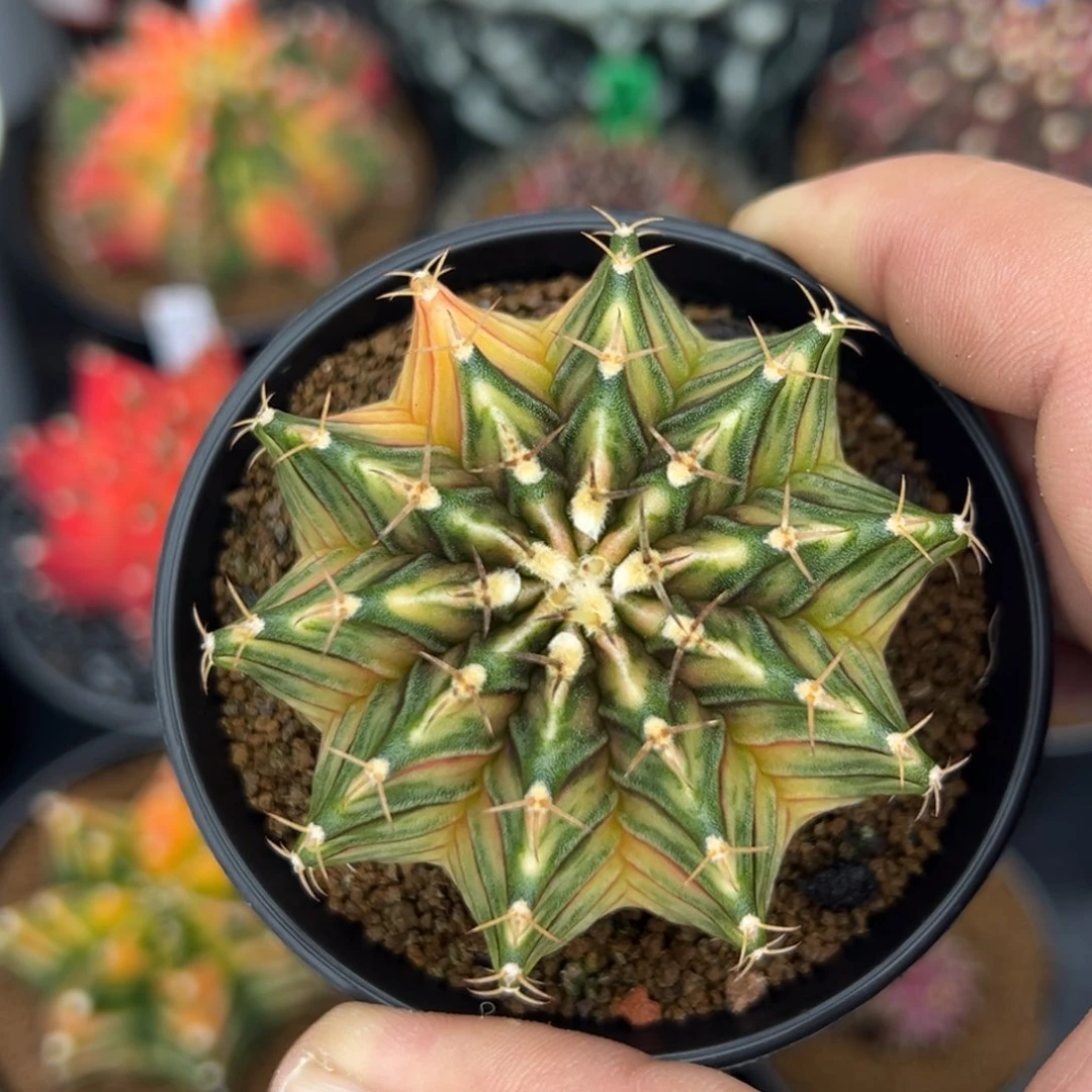 泰系肋骨锦00000