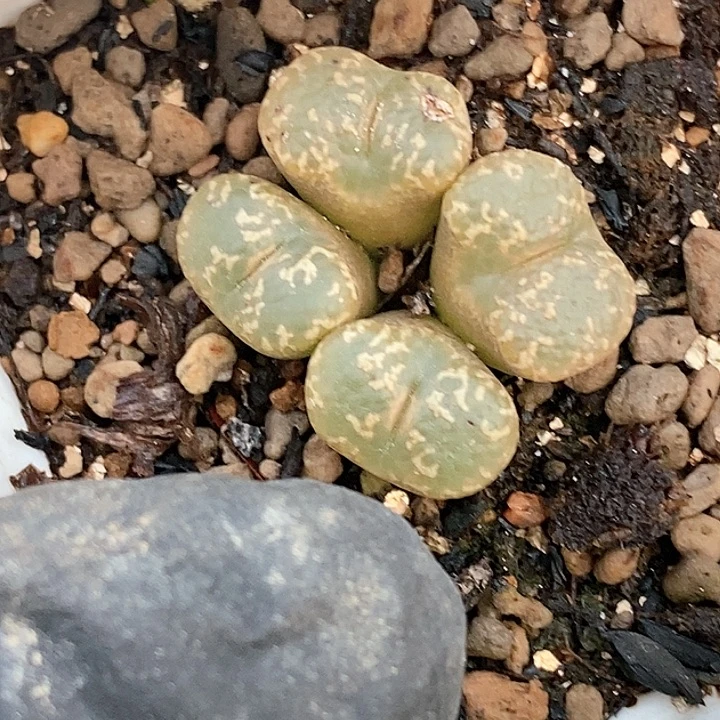 桃喜花园0122-43勋章