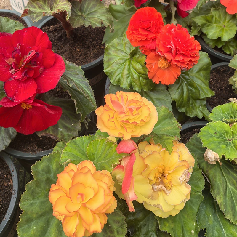 夫妻海棠花种子盆栽地栽均可种植好种好养开花不断