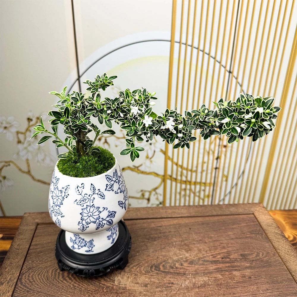 岭南名树悬崖飘枝金边六月雪室内装饰绿植四季常青