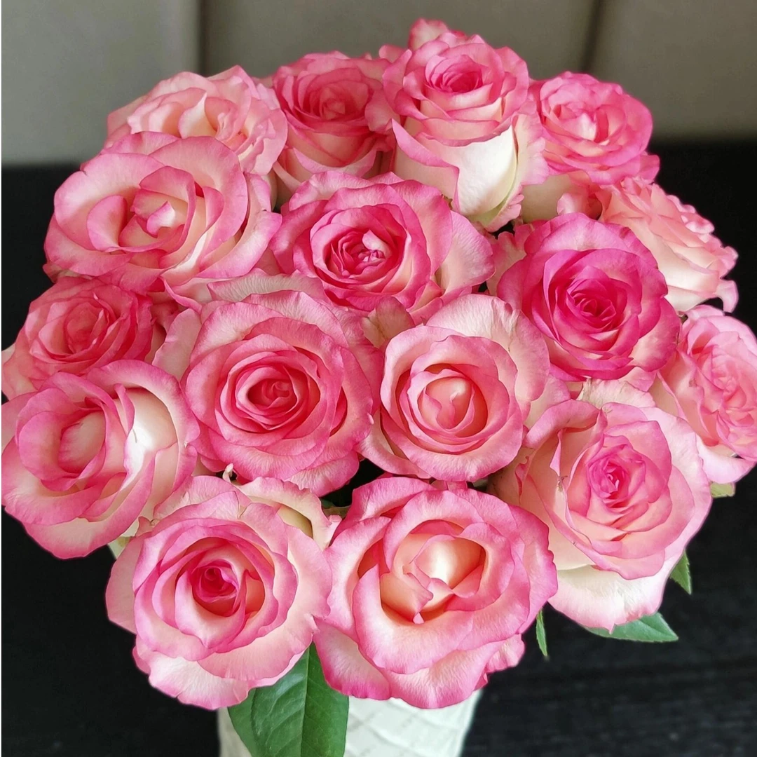 A级爱莎玫瑰云南基地顺丰直发