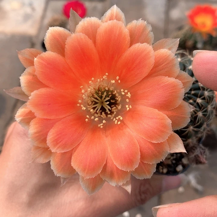 14实生丽花带盆土发货