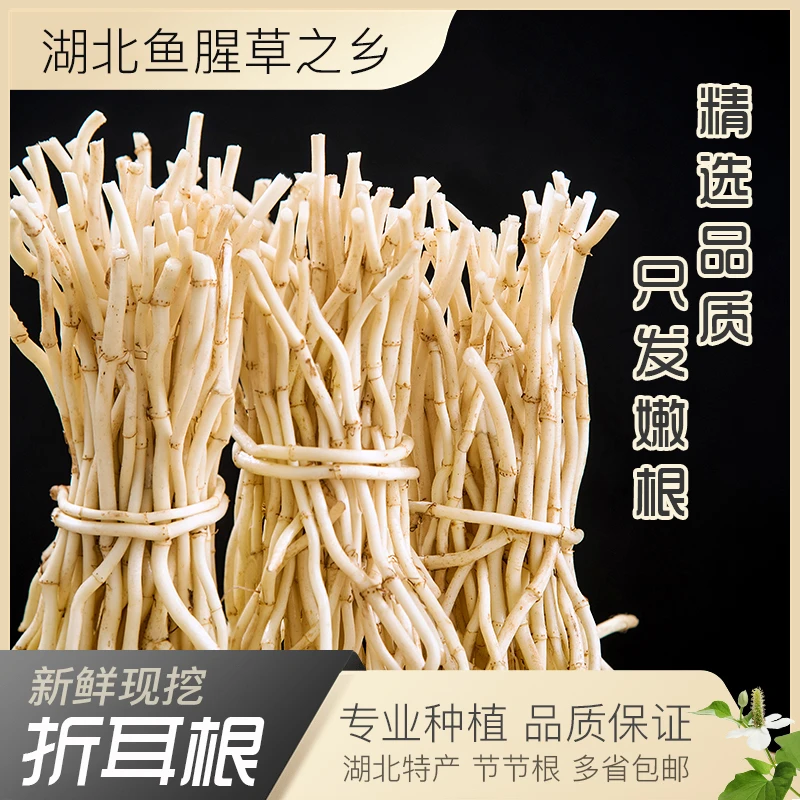 【新鲜现挖】湖北特产鱼腥草新鲜折耳根清脆凉拌爽口节节根