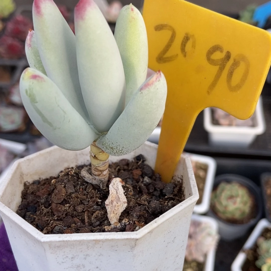 2090福娘多肉植物保护