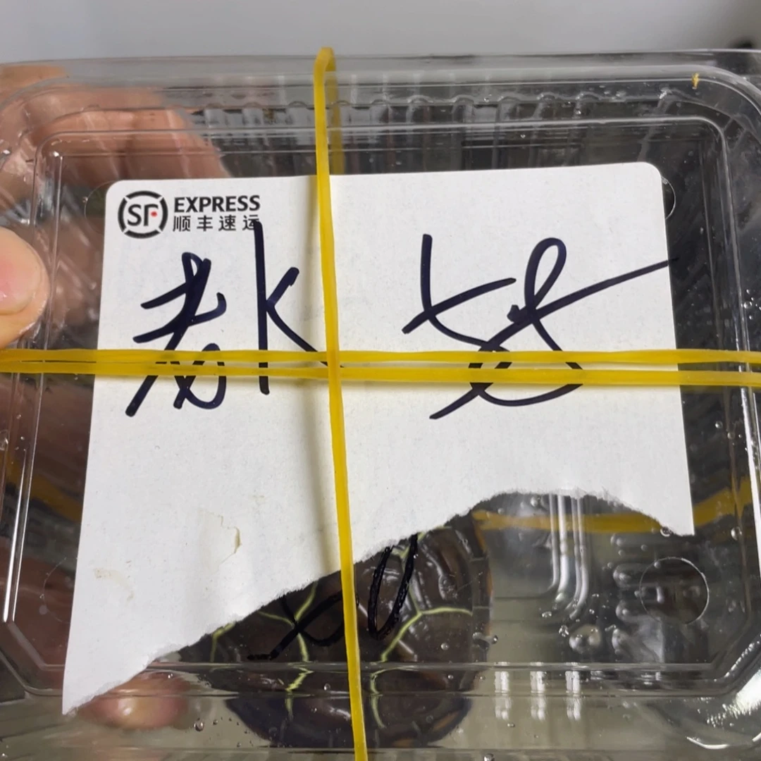 苏北金线冷水草龟