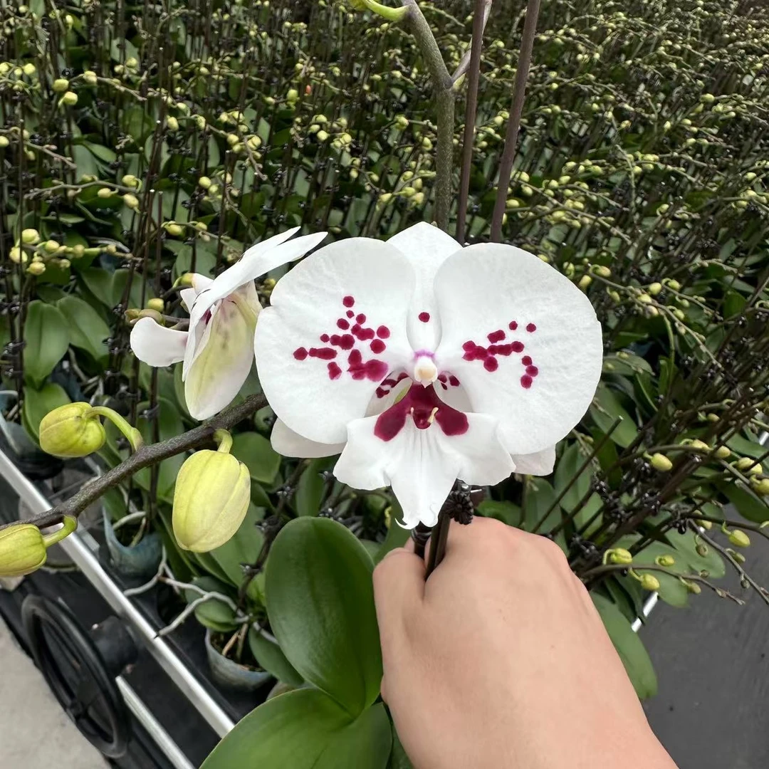 兰屿 LYSLAND【天鹅绒 3.0寸】蝴蝶兰鲜花盆栽