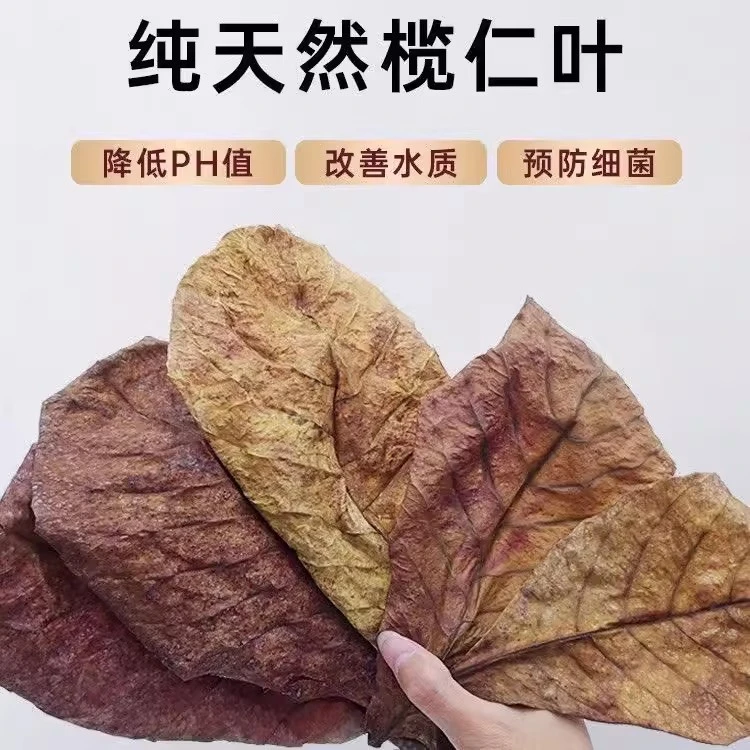 鱼缸榄仁叶降酸调节Ph值水族榄仁叶浓缩液懒人叶斗鱼乌龟稳定水质