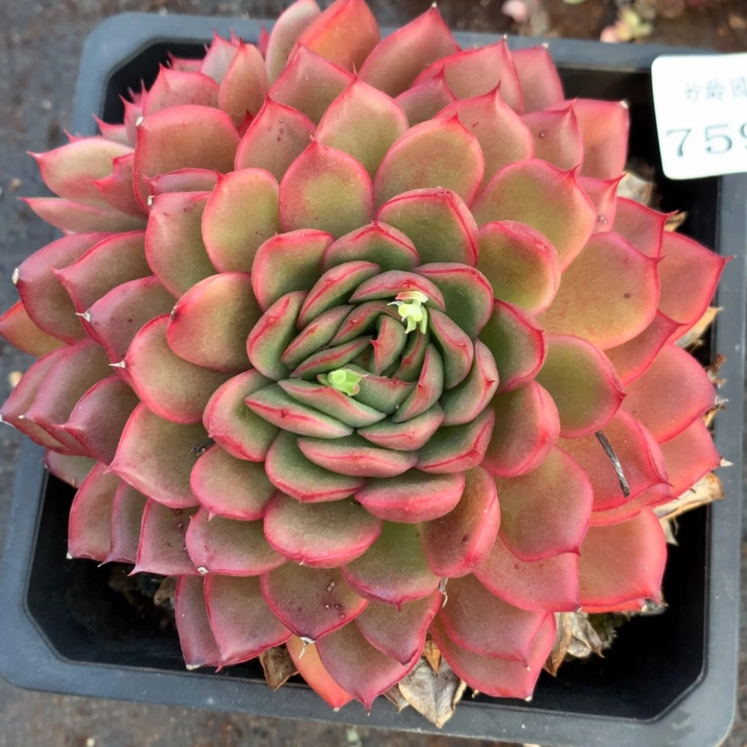 7594杂交多肉老桩