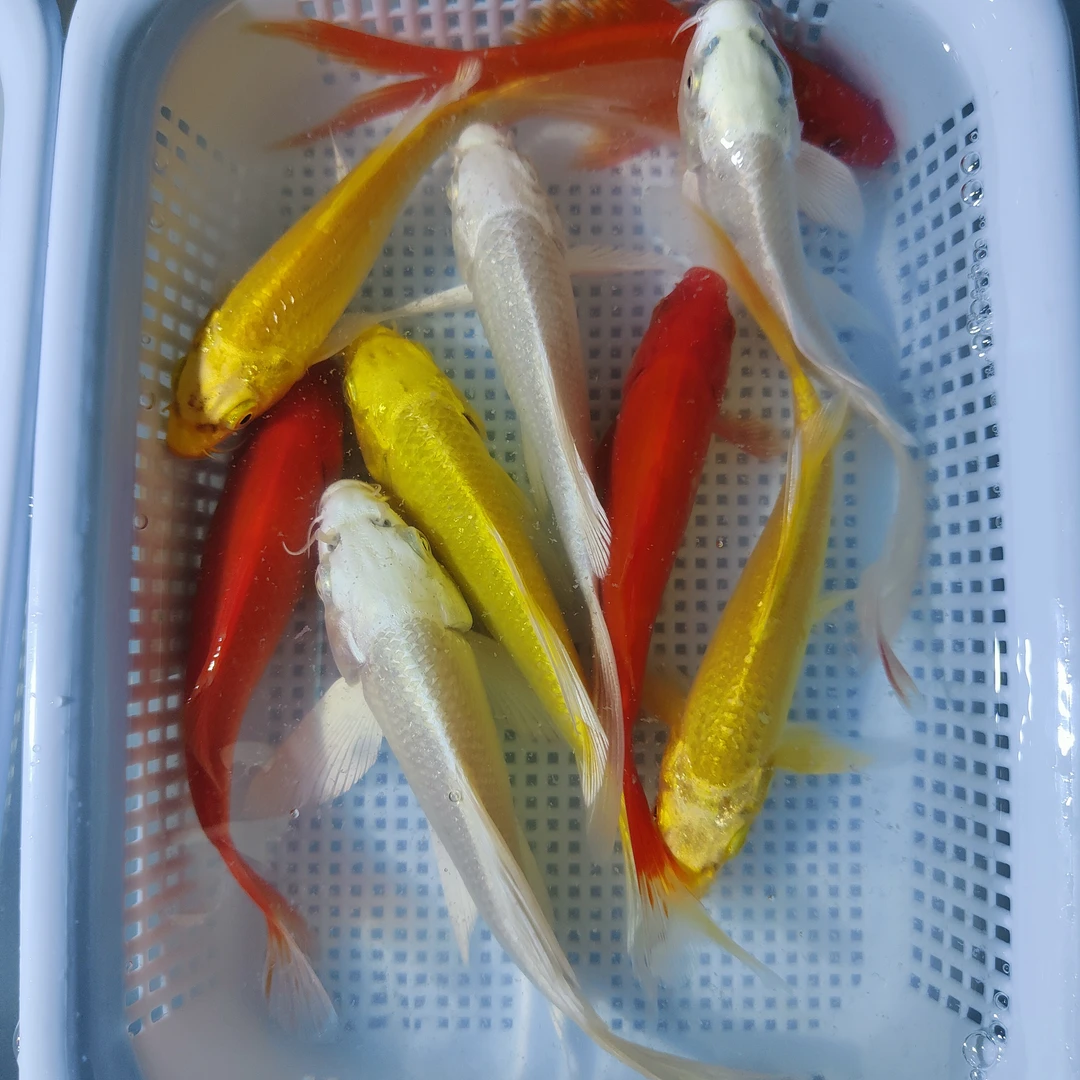 清爽纯色系列【黄金+白金+红草 】锦鲤鱼草金鱼冷水鱼