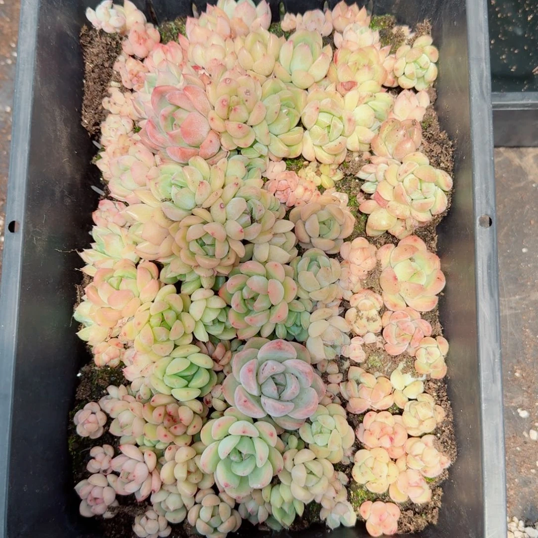 杂交新品珍妮多肉129