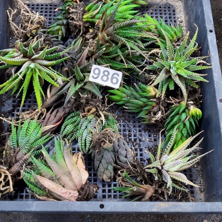 986硬叶一筐一物一图如图