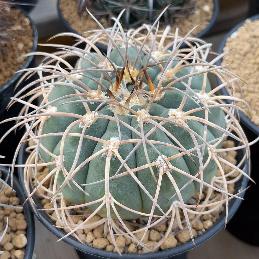 仙人球裸萼属天平8厘米