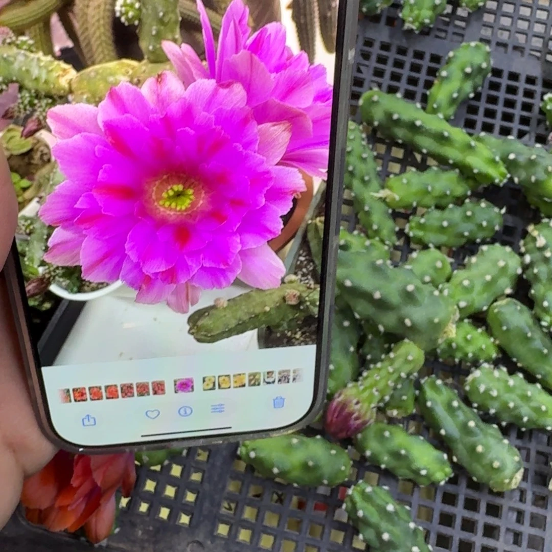 209粉水仙2个无根侧牙小软，20包邮