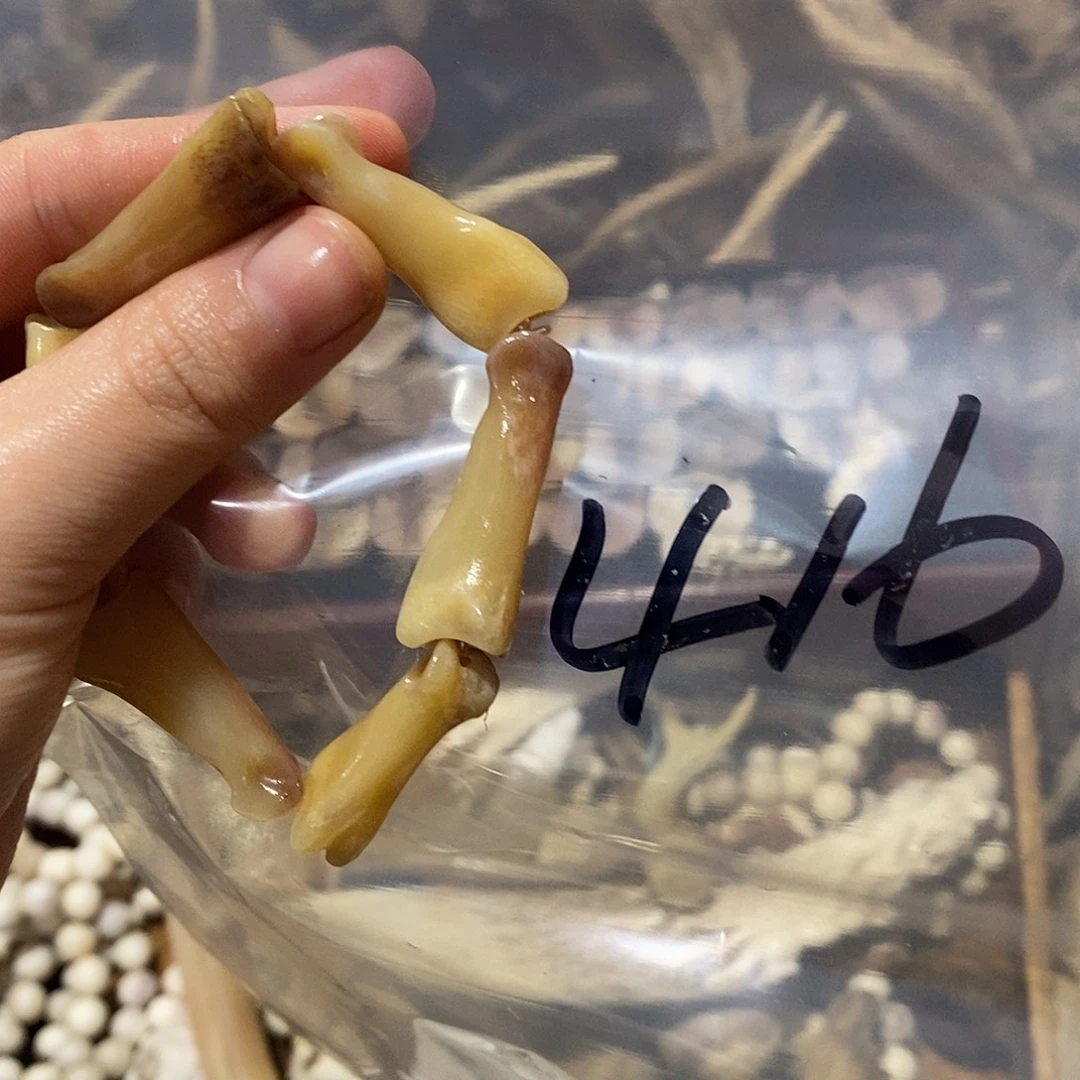 鄂***傲非金属鹿骨鹿骨鹿骨