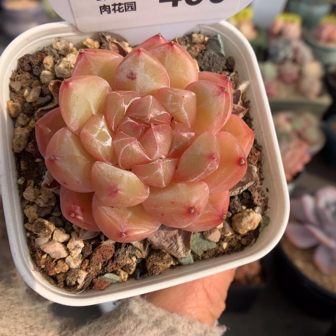 406钻石珍妮多肉植物