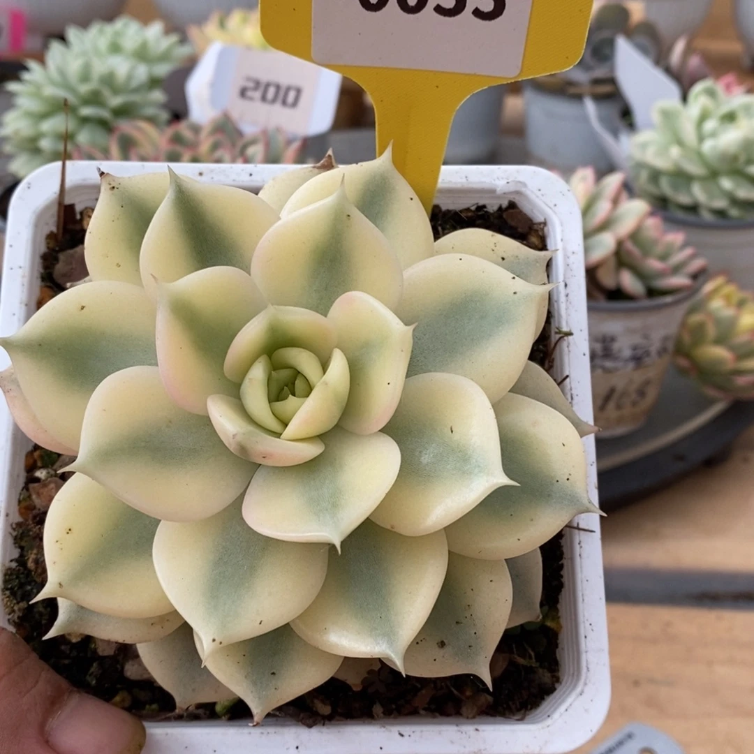 0055贝加尔湖哈哈哈