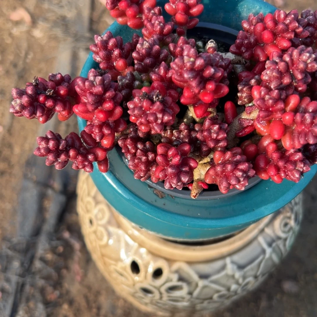 红珊瑚多婆婆哦我想我吗