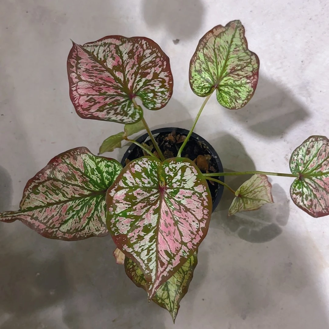 104-0615泰国发货