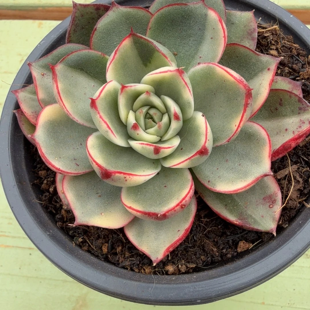 迷****斗牛士锦锦上园艺一物一拍