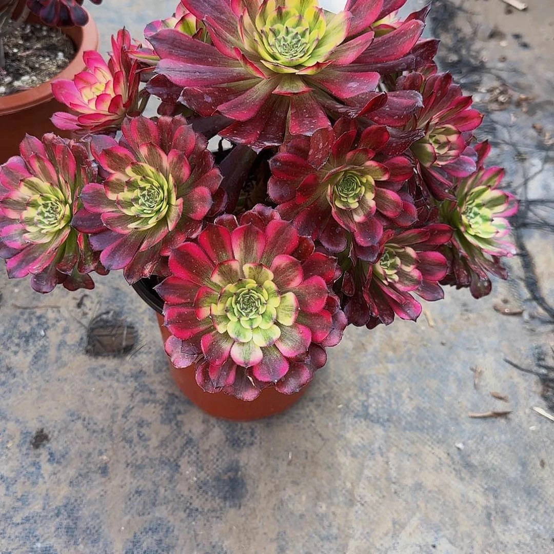 辉煌一颗特价无售后867妖庄