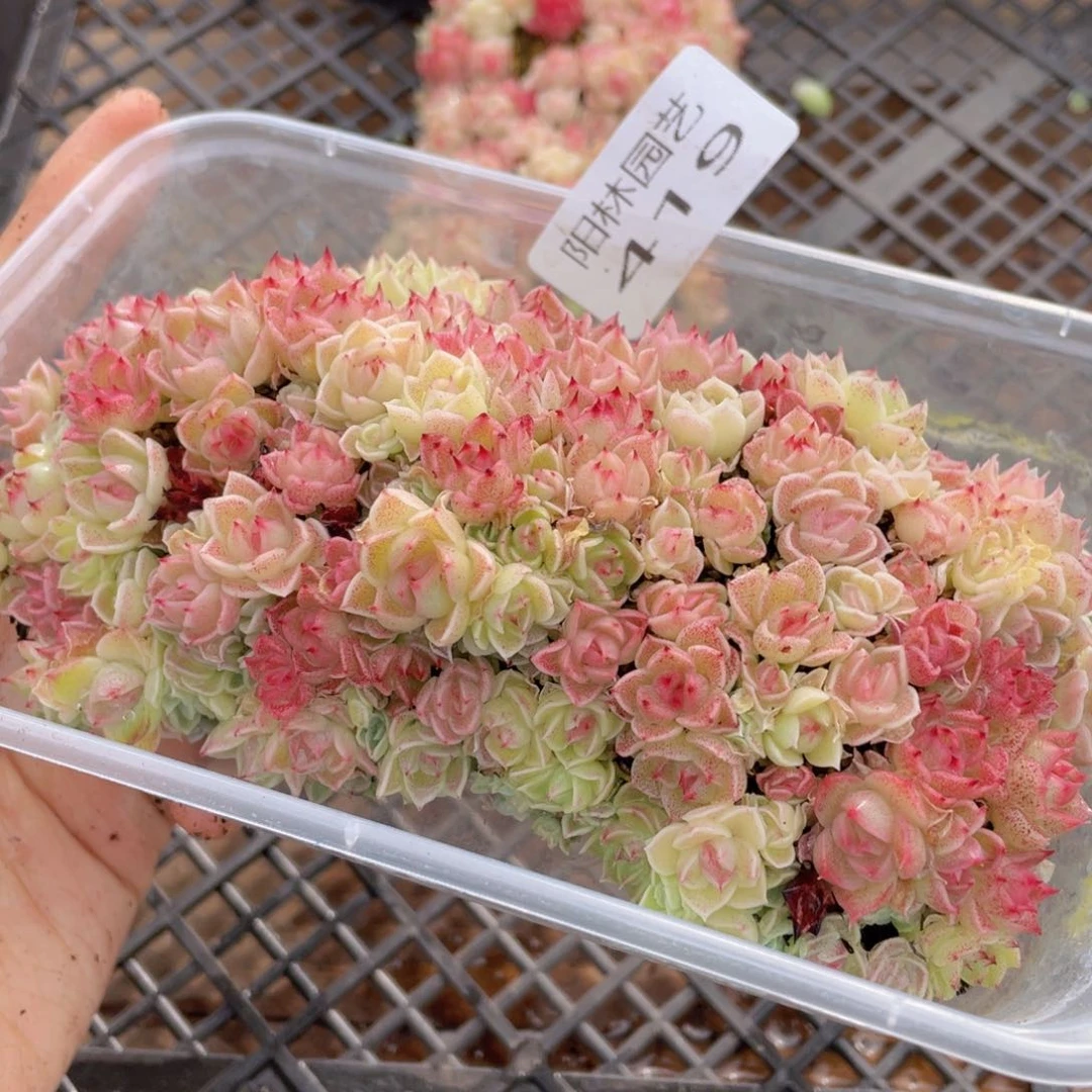 多肉植物多肉植物419