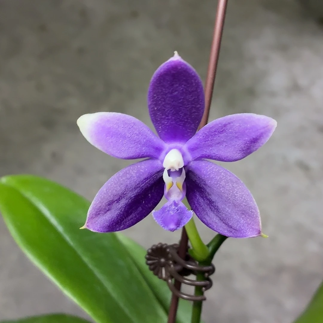 当前无花朵，栽培后可花朵A1621yss1180