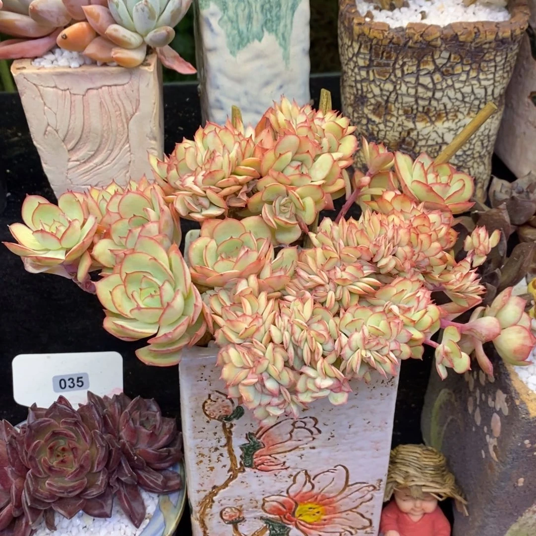 牡丹亭缀多肉植物盆栽