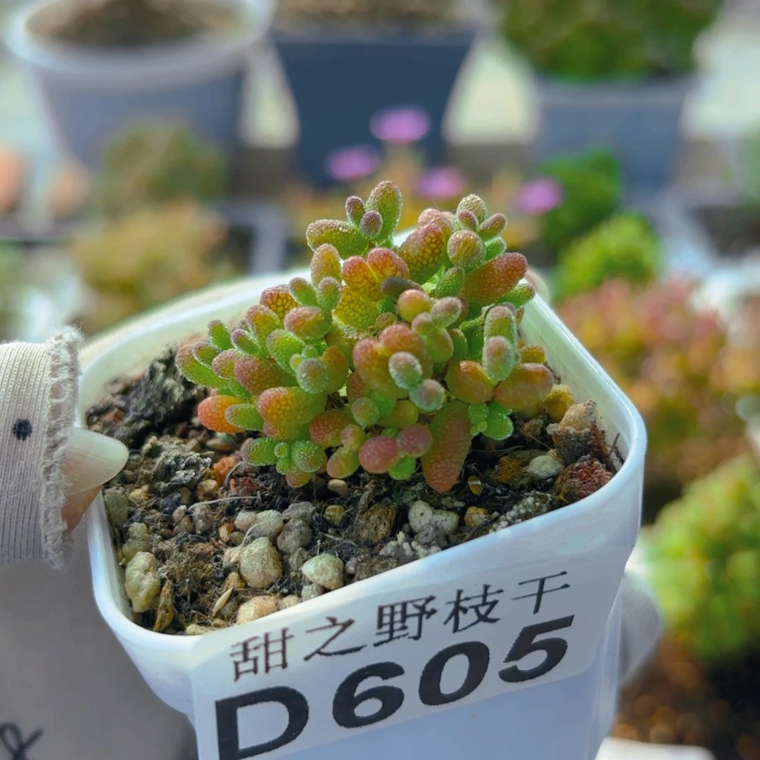 蜜橘糖球605。    