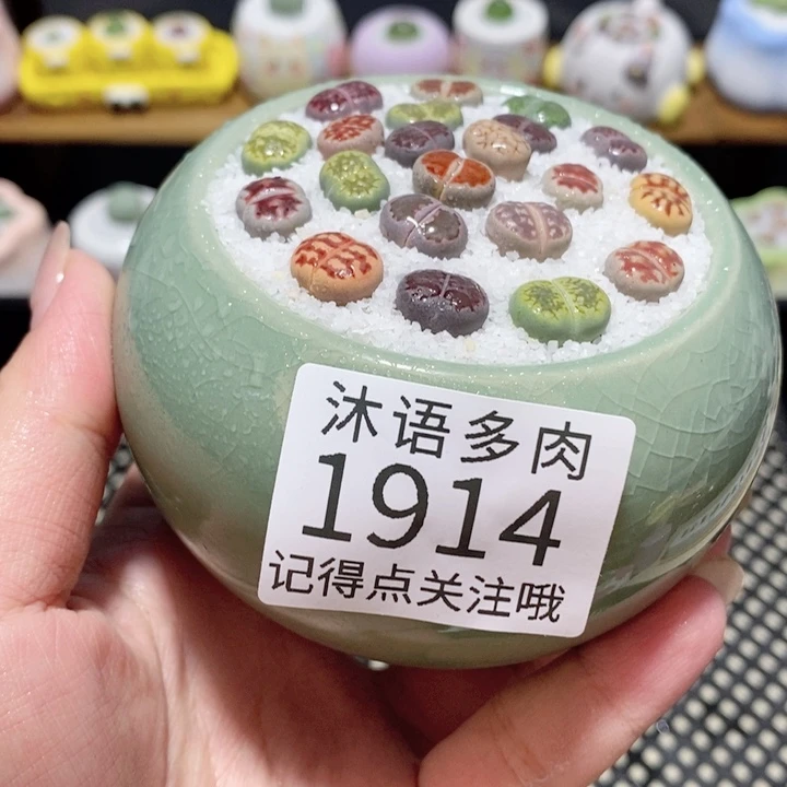 带盆土植物 一物一拍1914