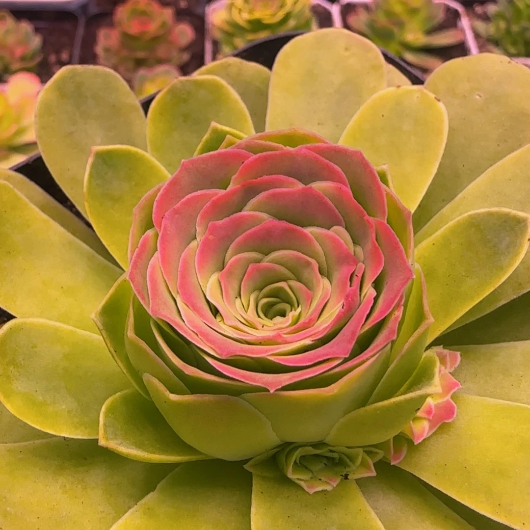 清莜群13134676768686767353